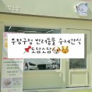 도담펫 | 인천 부평 수제 펫 간식&amp;강아지케이크 맛집 ::도담소담