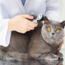 위례중앙동물의료센터 이미지