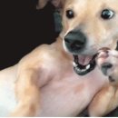 굽네치킨비산동점 이미지