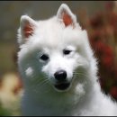 엔젤애견 이미지