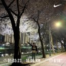 서울 원효로 예수성심당 | 2025년, 4월 돌아보기::나무를 수놓던 꽃이 도로를 수놓았다
