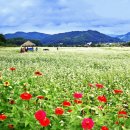 봉평메밀밭 이미지