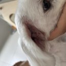 라퓨클레르 동물피부클리닉 이미지