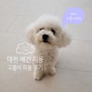 퍼피엔젤 반려동물 미용실 이미지