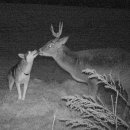 허스키 사랑 이미지