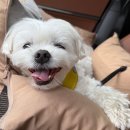 [카드뉴스] 메타버스 비즈니스 인사이트 | 🐾 펫 패런팅 레볼루션: 한국의 새로운 가족 문화가 만드는 21조 시장