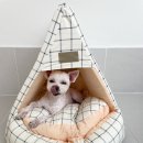 댕그리 펫 살롱 이미지