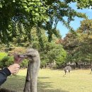 타조약국 이미지