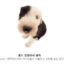 나의 강아지 이미지