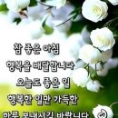 수요일 Daum카페