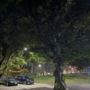 제주별빛누리공원 | 제주 맛을 품은 삼계탕 제주별빛누리공원 근처 식당
