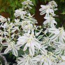 구평동-31 이미지