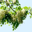 은혜의 뜨락 이미지