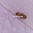 스토리샵 이미지