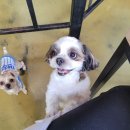 쿤짱 | 강아지들과 라쿤이 있는 이색데이트 장소 의정부 쿤짱 후기 요금/주차