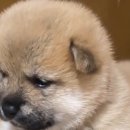 털뭉탱이 이미지