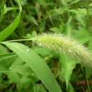 장수공원 Daum카페