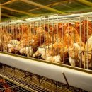 박태호농장 이미지