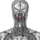 palatine glands and tonsils(입천장샘과 편도) 이미지