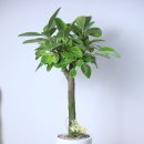 드림건강미의원 이미지