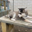 수아켄넬 이미지