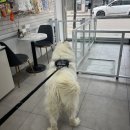 멍멍하개 이미지