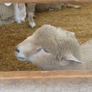 만나목장 이미지