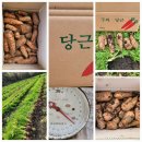 노지감귤.타이벡귤.노지황금향.구좌당근.레드키위.콜라비.비트.적채.브로콜리 이미지