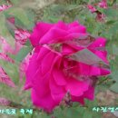 일산 호수공원 가을꽃 축제 이미지