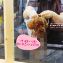 로라펫살롱 이미지