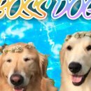 김포 보스독 이미지