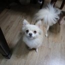 이쁘개 귀엽개 이미지