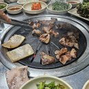 돼지갈매기 이미지