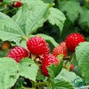 태암농장 이미지