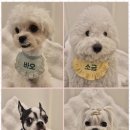 리본반려견 유치원 이미지