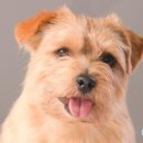 텐시퍼피 이미지