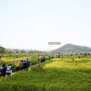 영광찰보리문화축제(5/3~5/4) 이미지