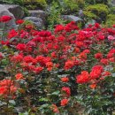 장미로 61 이미지