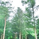 아트인아일랜드야영장 이미지