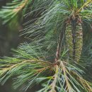 꿈을 심는 회사 이미지