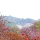 완산-124 | 전주 겹벚꽃 명소 완산칠봉꽃동산 개화현황 실시간 업데이트 4월 17일 방문 후기
