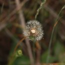 민들레홀씨 이미지