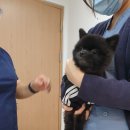 맑은숲동물병원 이미지