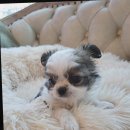 도그마루 강아지고양이 청주점 이미지