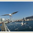 부산갈매기 이미지