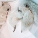 브리돌스