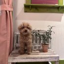 파파야 펜션 이미지