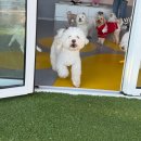 옐레드 시흥은계호수점 | [시흥 애견 유치원 추천 _ 옐레드 애견유치원&amp;애견호텔 시흥은계호수점] 뿌꾸 일상