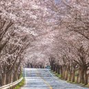 발바닥공원 | 2026 서울 봄 꽃길 175선 총정리! 지금 안 가면 후회하는 명소 ★