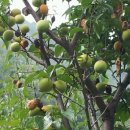 원동농장 이미지